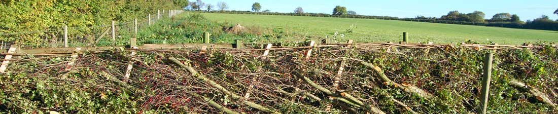 Pleached Hedge in Wales